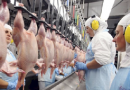 Carne de frango: exportações do Brasil seguem batendo recorde